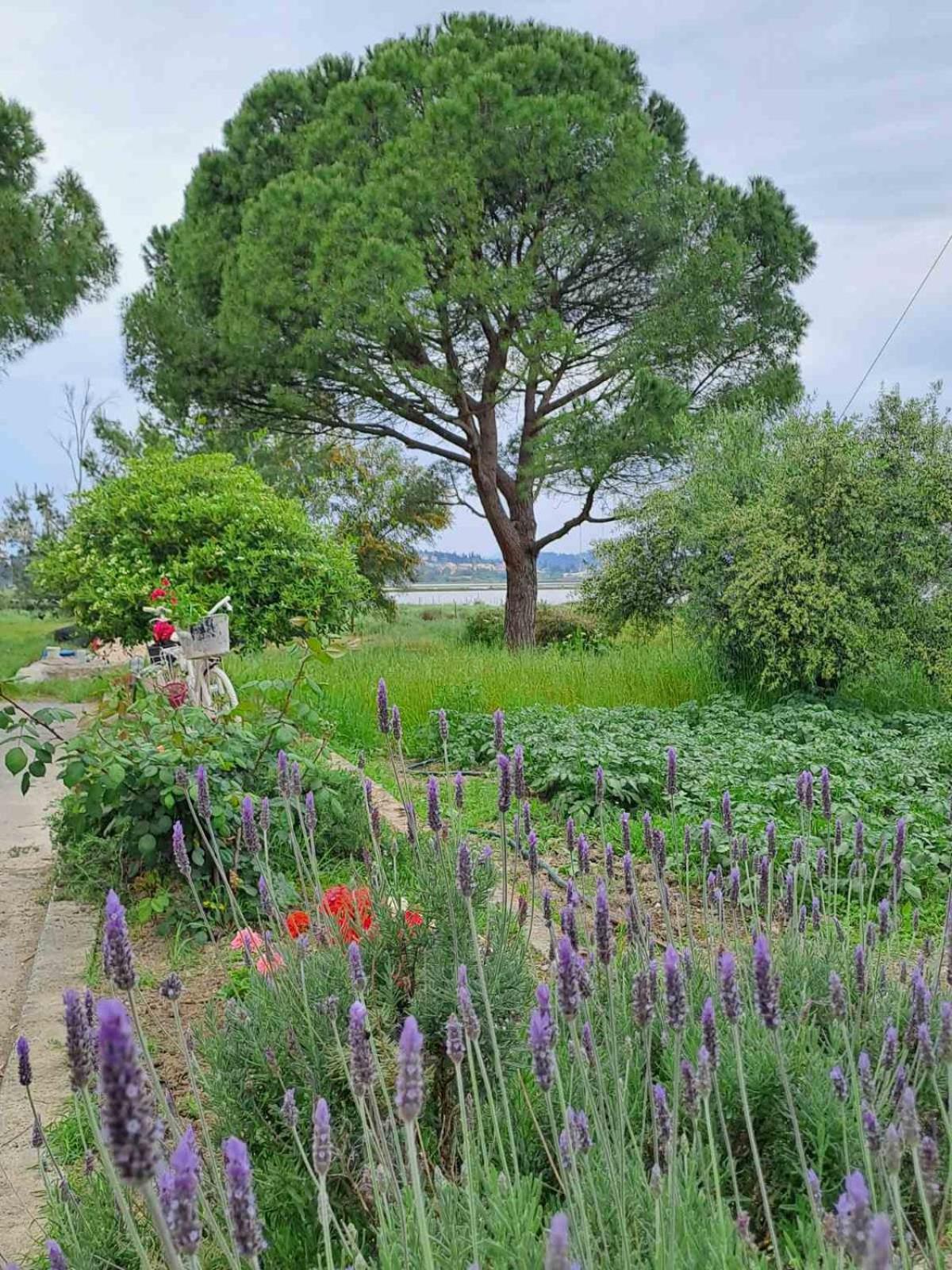 Corfu Lake House カノニ エクステリア 写真